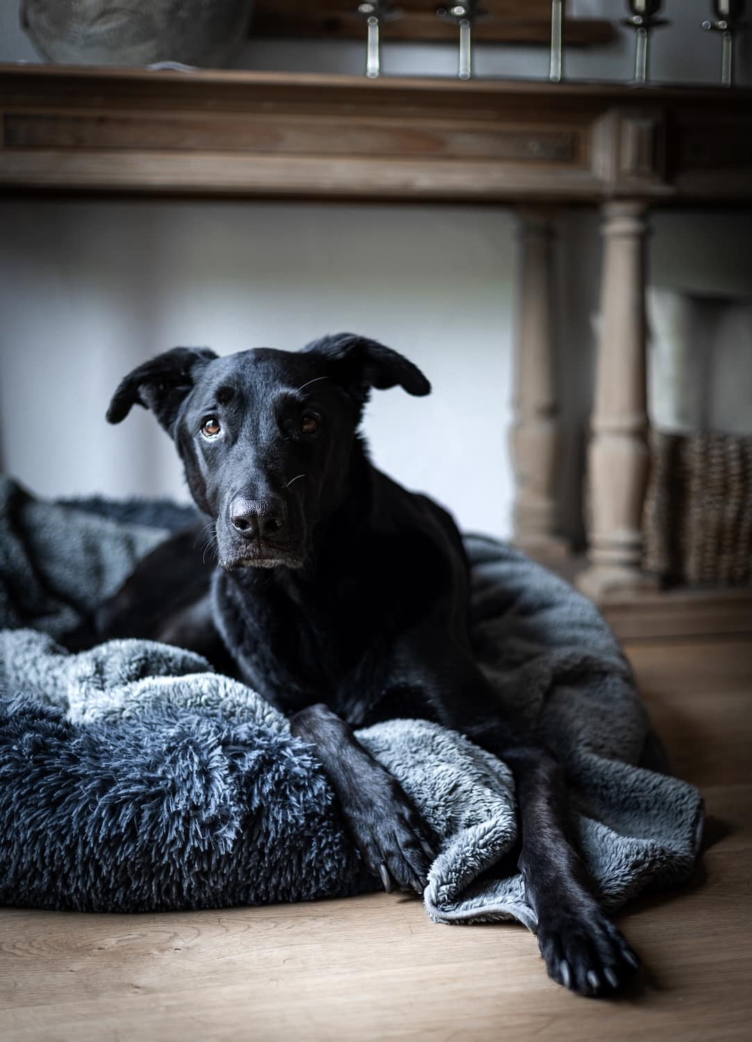 Schwarzer Hund entspannt auf weichem Schlafplatz in der hundefreundlichen Ferienwohnung Sonneck.