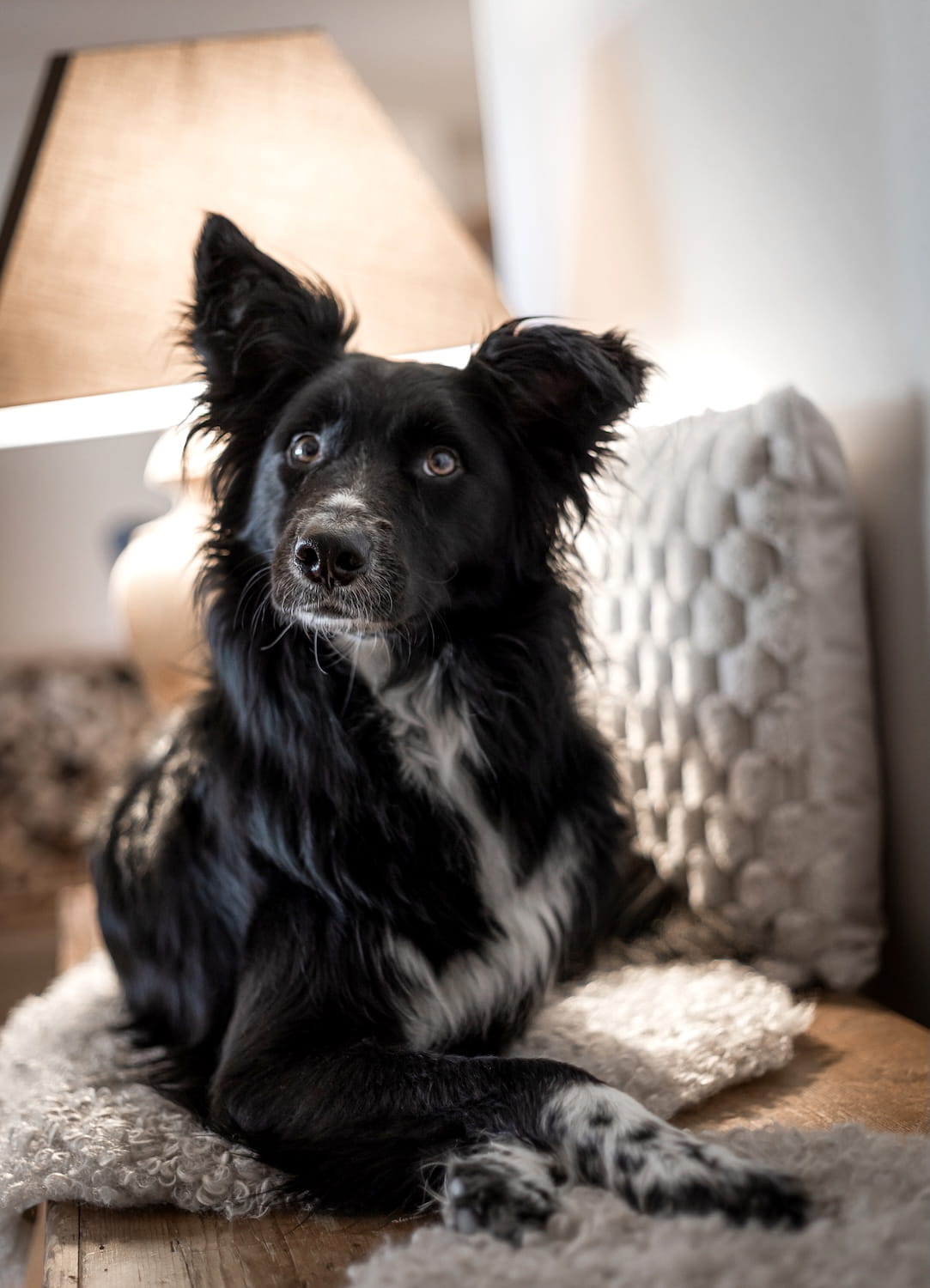 Hund entspannt in der hundefreundlichen Ferienwohnung Sonneck am Mika Hof im Allgäu